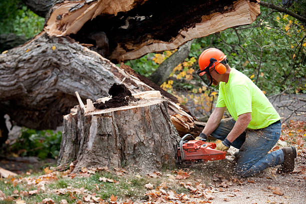 Tree Branch Trimming in Chester Gap, VA